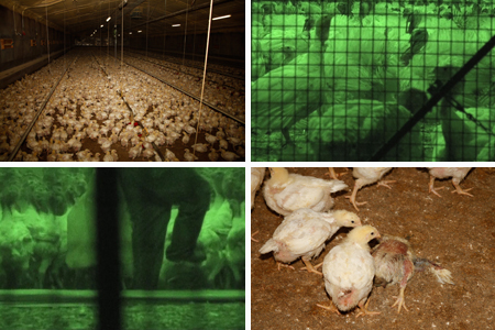 system_wiesenhof_peta system_wiesenhof_peta